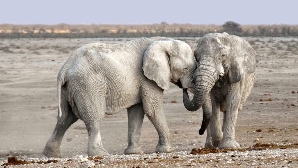 Die erstaunlichen Rüsselhaare der Elefanten auf sciblog.at