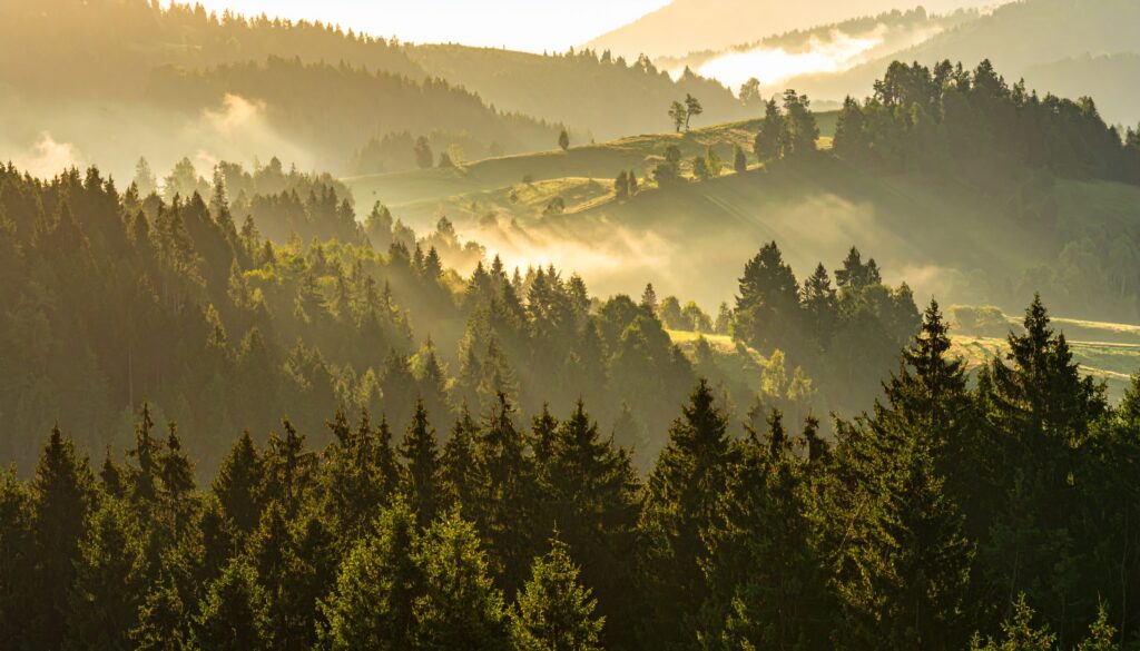 Wie Mikroplastik in den Wald gelangt – neue Umweltstudie 2025 auf sciblog.at