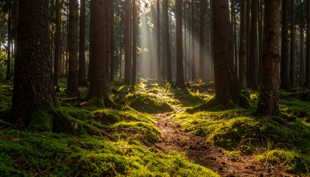 Wie Mikroplastik in den Wald gelangt – neue Umweltstudie 2025 auf sciblog.at