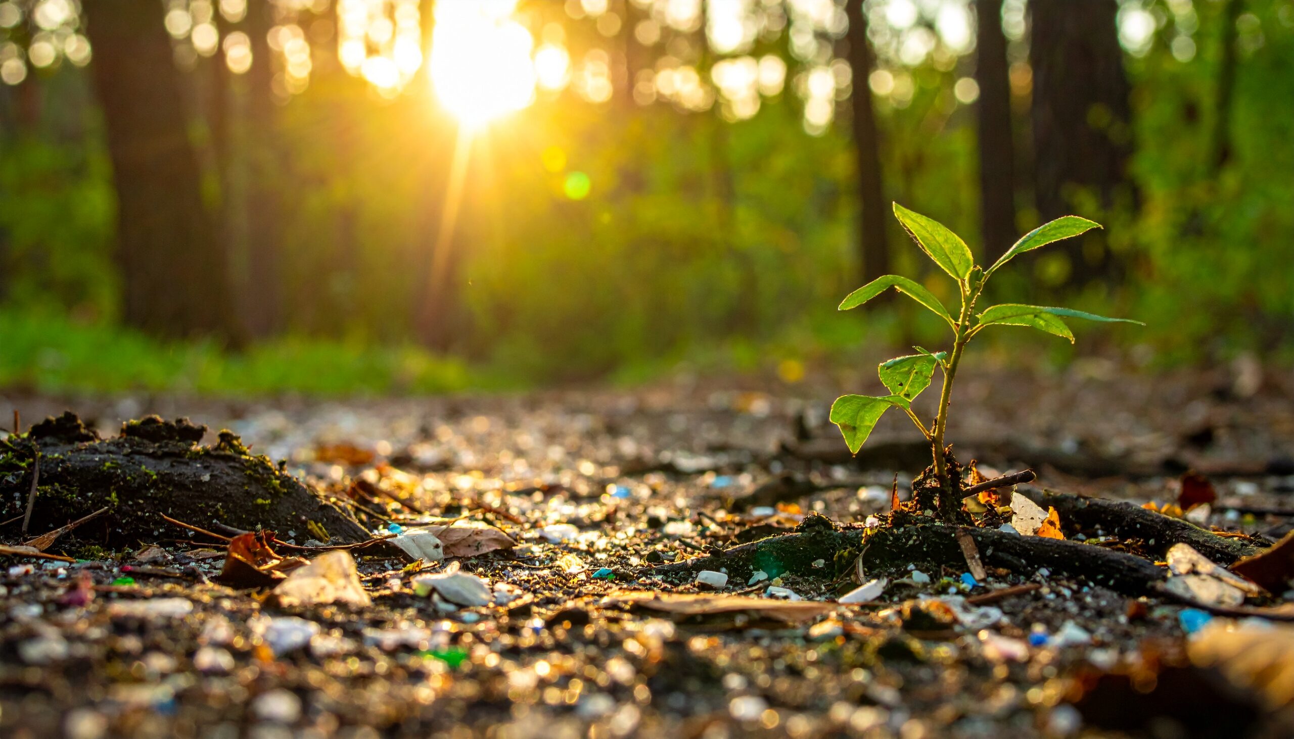 Wie Mikroplastik in den Wald gelangt – neue Umweltstudie 2025 auf sciblog.at