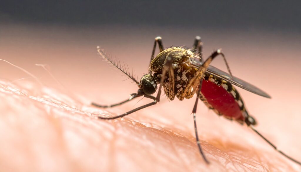 Warum Insekten vom Licht angezogen werden – neue Studie auf sciblog.at