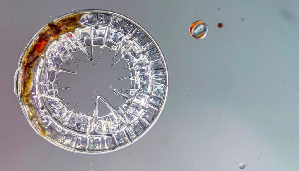 Mikroplastik im Körper: Was Studien über Risiken zeigen auf sciblog.at