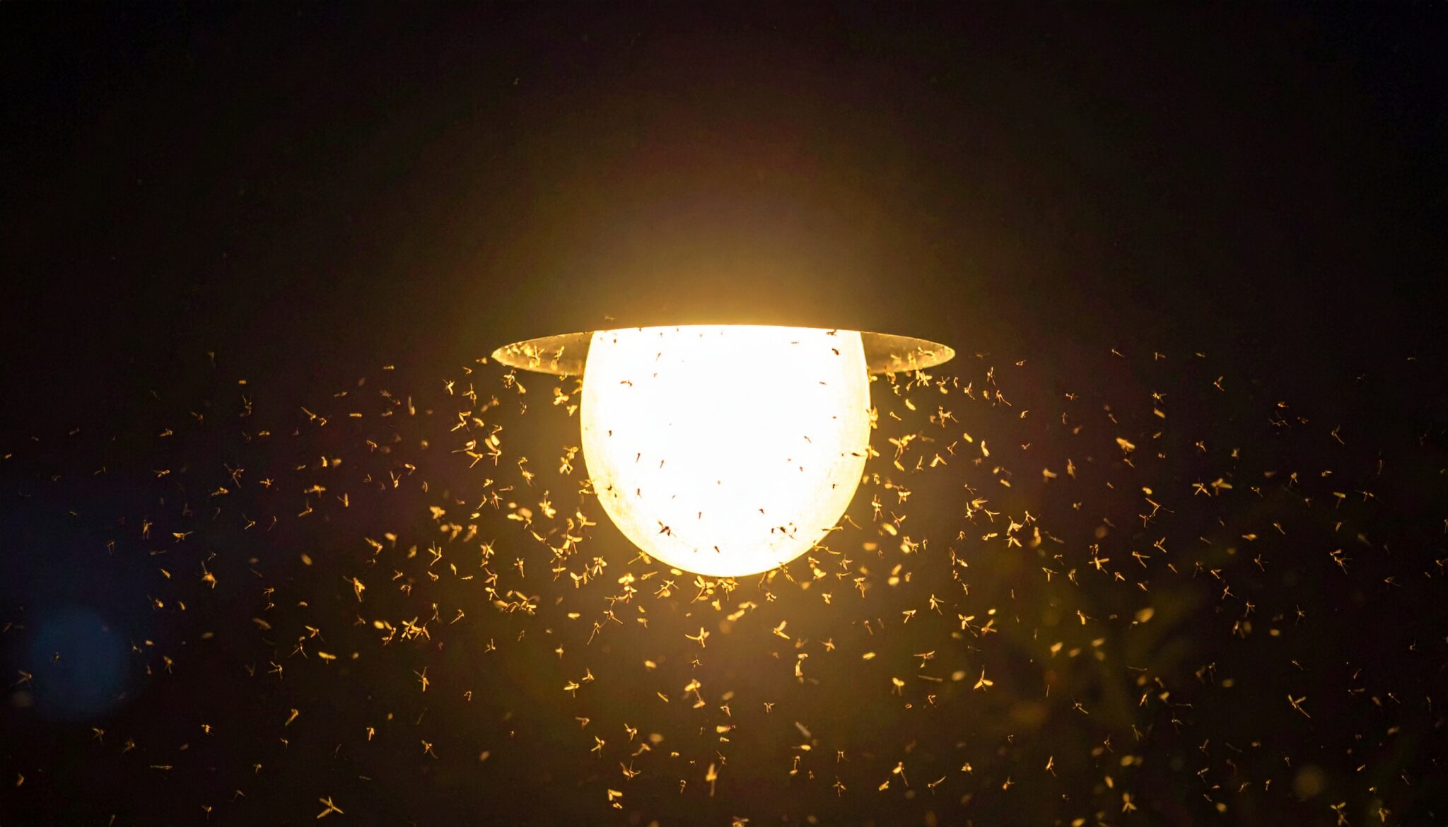 warum-insekten-vom-licht-angezogen-werden-neue-studie-sciblog-at