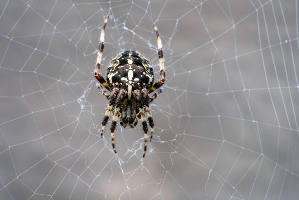 Spinnenseide als Nervenbrücke: So wachsen Axone wieder nach auf sciblog.at