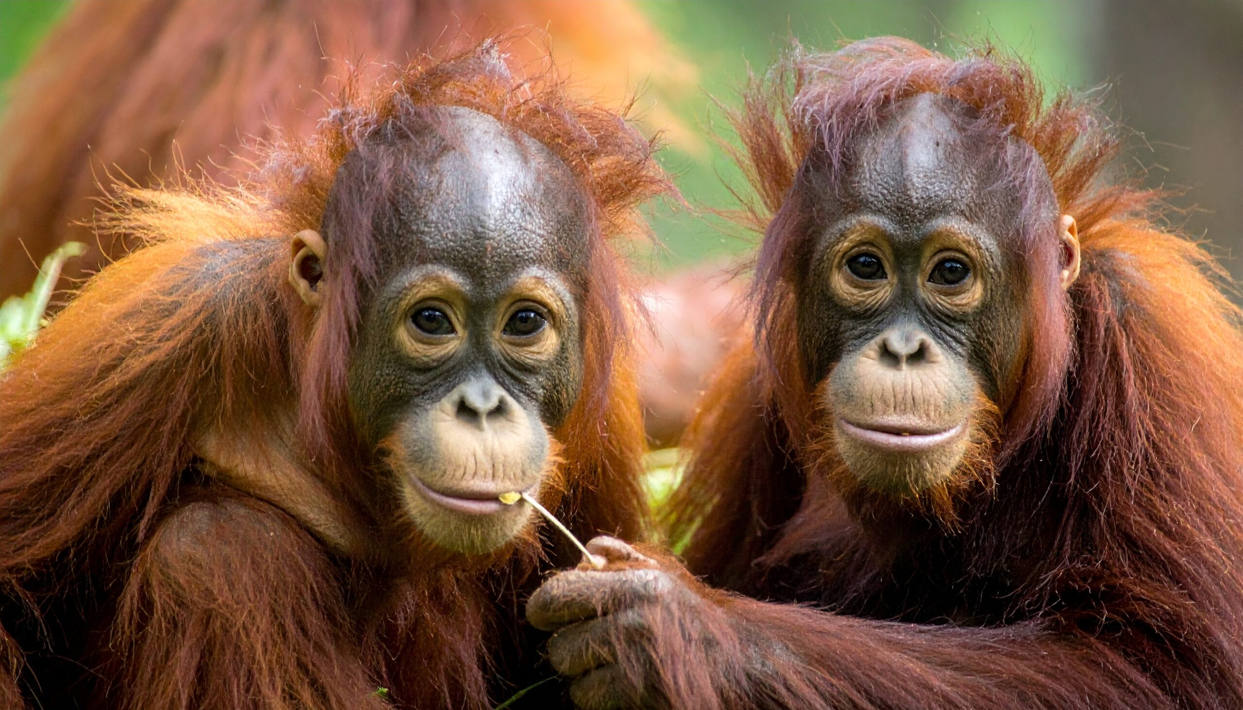 Orang-Utan-Mütter suchen gezielt Spielkameraden für ihre Kinder auf sciblog,.at
